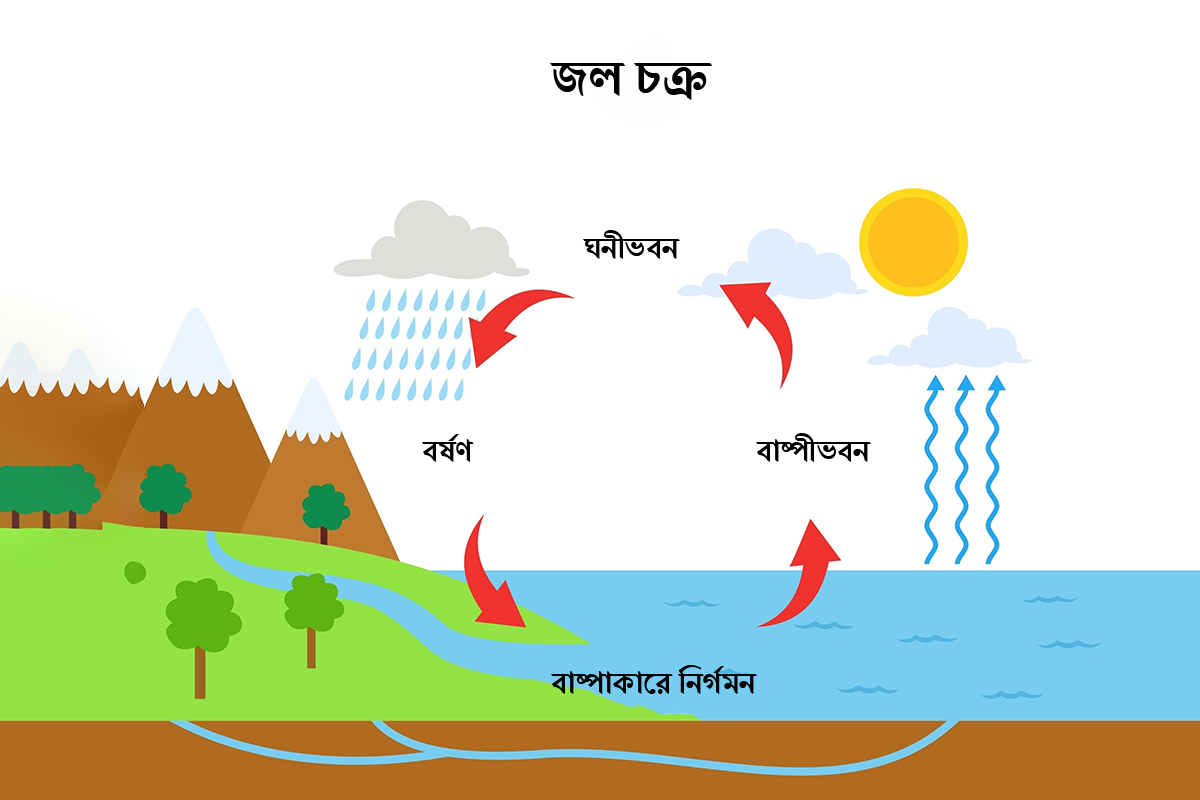 জল চক্র কী? চিত্রসহ জীবন বিজ্ঞান প্রজেক্ট