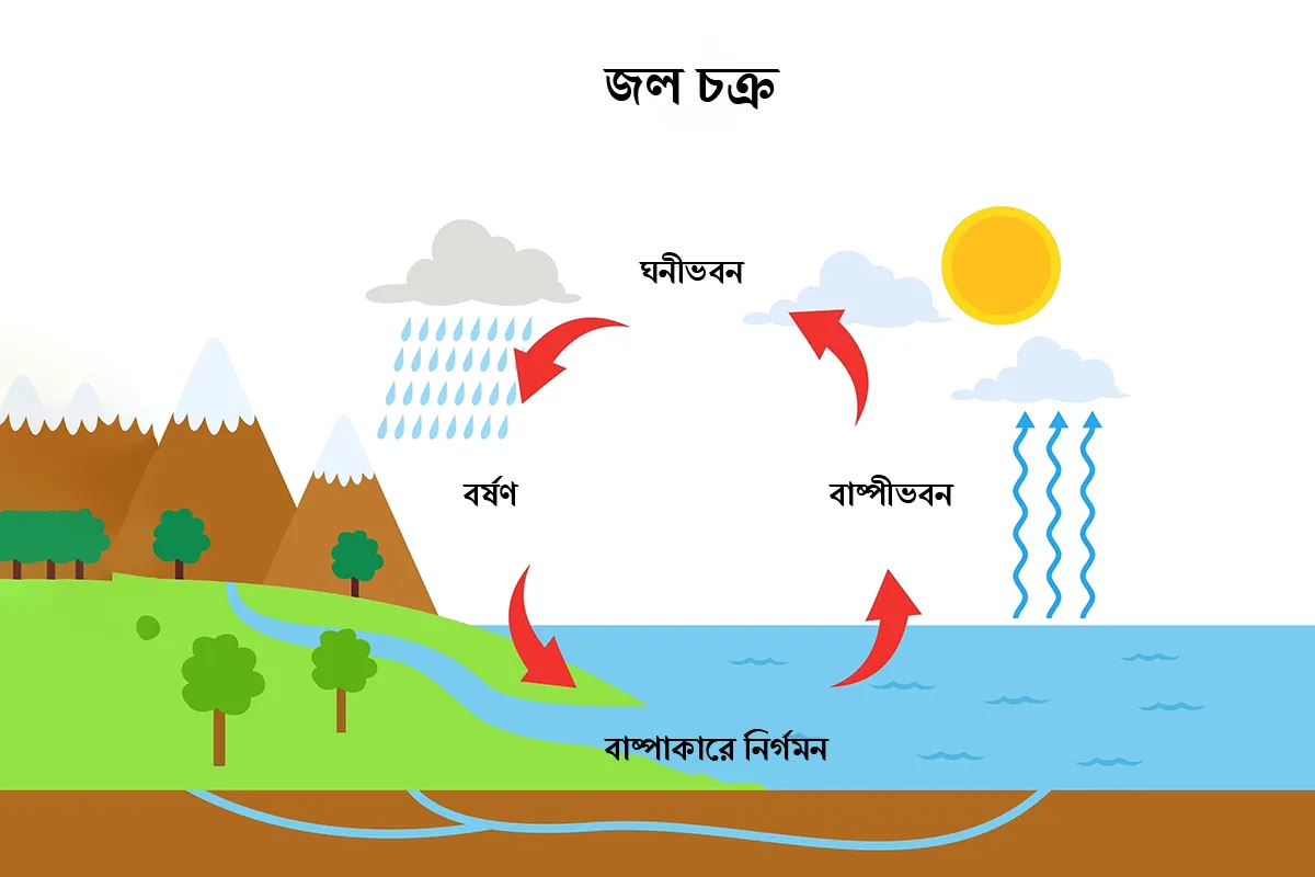 জল চক্র কী? চিত্রসহ জীবন বিজ্ঞান প্রজেক্ট - Vision Institute